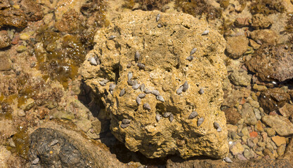 background with the seabed. seashore with water texture for background, banner.