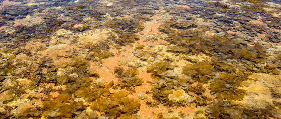 background with the seabed. seashore with water texture for background, banner.