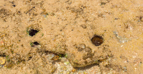 background with the seabed. seashore with water texture for background, banner.