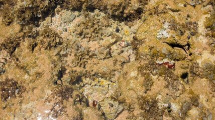 background with the seabed. seashore with water texture for background, banner.