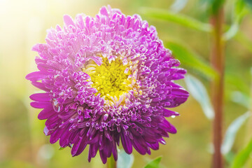 Fototapeta premium Aster flower on a sunny day. The flower is purple with yellow in the garden.