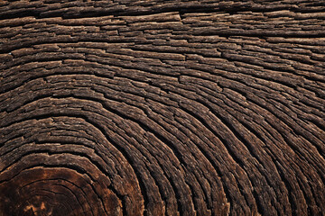 Fototapeta premium Tree texture