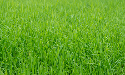 Fototapeta premium green grass background