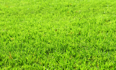 Obraz premium green grass in the wind