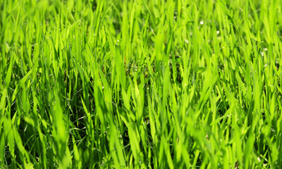 Obraz premium green grass background