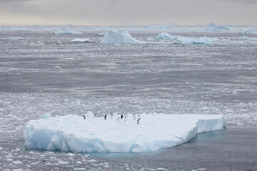 Adelie Penguins - 6682