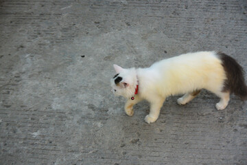 Long fur white cat is walking