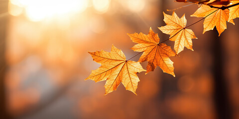 Golden Hour Glory: Autumn Leaves at Sunset