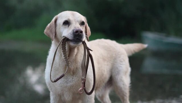  A trained Labrador Retriever dog holds its own leash, ready for a walk. This image embodies the concept of a self-reliant and trained pet in a natural setting