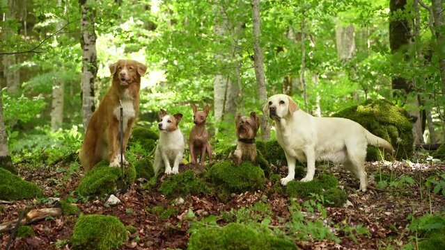Dogs in Forest, A diverse group of pets including a Labrador and a terrier stand in a vibrant forest. This image portrays the beauty of different breeds united in nature