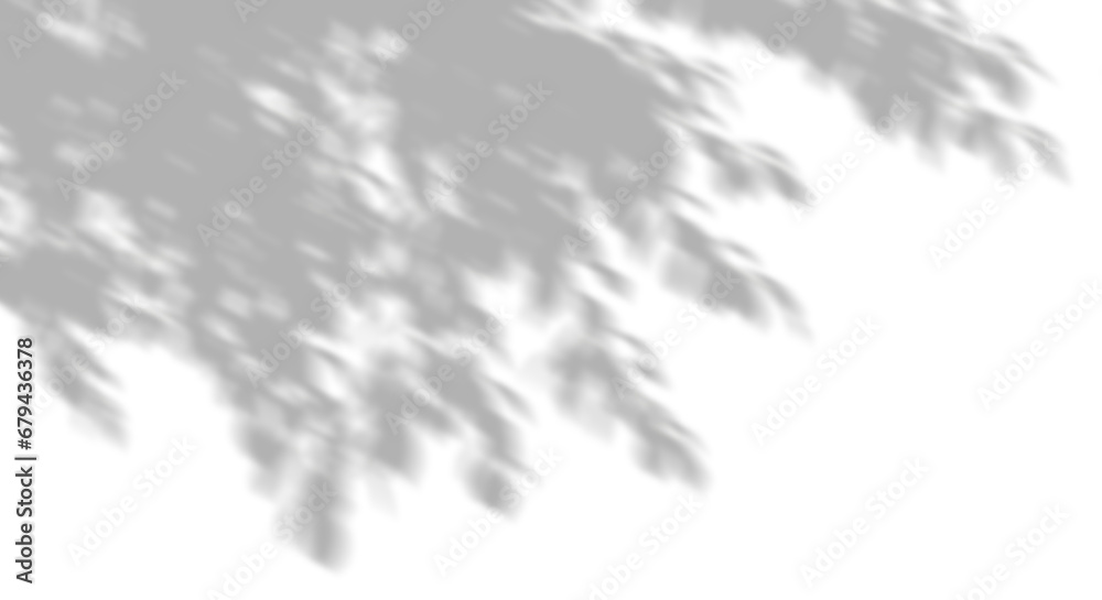 Wall mural isolated shadow trees branch leaves movement shade serene on transparent backgrounds 3d render