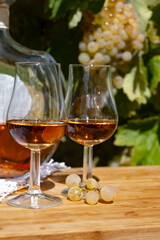 Tasting of Cognac strong alcohol drink in Cognac region, Charente with ripe ready to harvest ugni blanc grape on background uses for spirits distillation, France