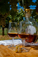 Tasting of Cognac strong alcohol drink in Cognac region, Charente with ripe ready to harvest ugni blanc grape on background uses for spirits distillation, France