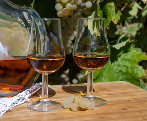 Tasting of Cognac strong alcohol drink in Cognac region, Charente with ripe ready to harvest ugni blanc grape on background uses for spirits distillation, France