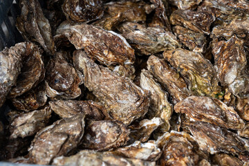 Fresh french Gillardeau oysters molluscs in wooden box ready to eat