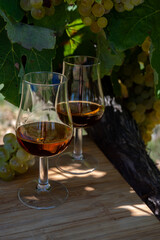 Tasting of Cognac strong alcohol drink in Cognac region, Charente with ripe ready to harvest ugni blanc grape on background uses for spirits distillation, France