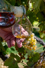 Tasting of Cognac strong alcohol drink in Cognac region, Charente with ripe ready to harvest ugni blanc grape on background uses for spirits distillation, France