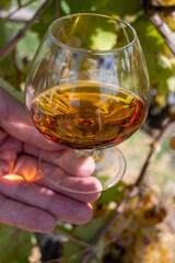 Tasting of Cognac strong alcohol drink in Cognac region, Charente with ripe ready to harvest ugni blanc grape on background uses for spirits distillation, France