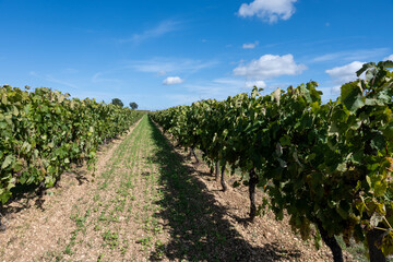Fototapeta na wymiar Harvest time in Cognac white wine region, Charente, vineyards with rows of ripe ready to harvest ugni blanc grape uses for Cognac strong spirits distillation, France