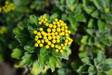 Chrysanthemum pacificum ( Ajania pacifica ) flowers. Asteraceae perennial seaside plant. It grows near the coast and produces clusters of yellow flowers in late autumn.