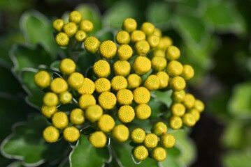 Chrysanthemum pacificum ( Ajania pacifica ) flowers. Asteraceae perennial seaside plant. It grows...