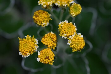Chrysanthemum pacificum ( Ajania pacifica ) flowers. Asteraceae perennial seaside plant. It grows near the coast and produces clusters of yellow flowers in late autumn.