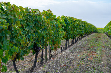 Fototapeta na wymiar Harvest time in Cognac white wine region, Charente, ripe ready to harvest ugni blanc grape uses for Cognac strong spirits distillation, France