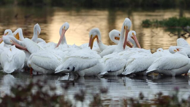 American White Pelicans at White Rock Lake, Dallas, Texas.