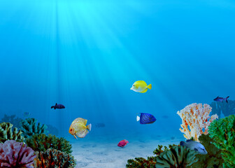 Fototapeta na wymiar Beautiful corals and different fishes in sea. Underwater world