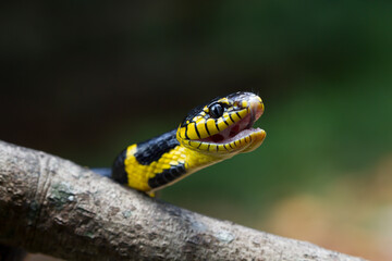 Boiga snake dendrophila yellow ringed, Head of Boiga dendrophila on nature background