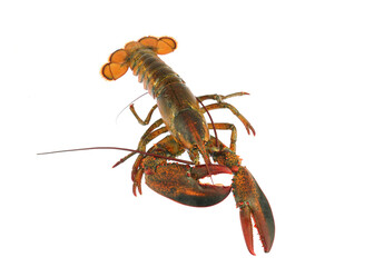 live lobster isolated on white background