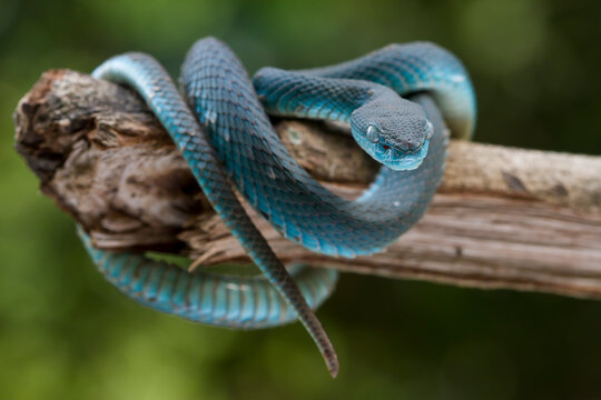 Trimeresurus insularis.Blue viper snake on branch, viper snake, blue insularis on nature background