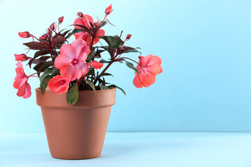 Impatiens in terracotta flower pot on light blue background. Space for text