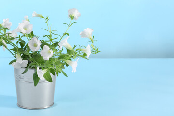 Naklejka na ściany i meble White flowers in metal pot on light blue background. Space for text