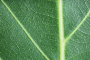 Texture of green leaf as background, macro photo