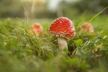 One poisonous mushroom growing in forest, closeup. Space for text