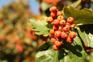 Rowan tree with many berries growing outdoors, closeup. Space for text