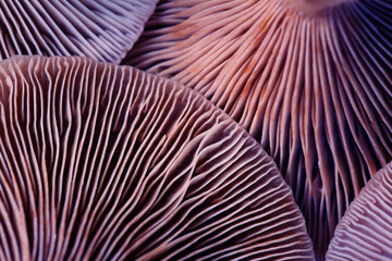 Fresh psilocybin mushrooms, closeup view. Gills of magic mushrooms, color toned