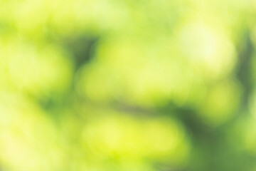 Obraz premium Green bokeh light nature from tree and sky background is a shiny naturally occurring shadow that is not clear but beautiful.