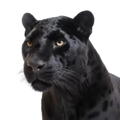 Poster Close-up portrait of a black panther isolated on transparent background © The Stock Guy