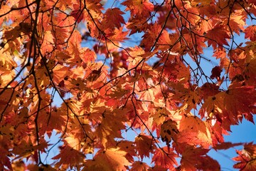 紅葉2