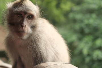 macaque monkeys wild animals in bali nature reserve