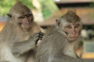 Obraz premium macaque monkeys wild animals in bali nature reserve