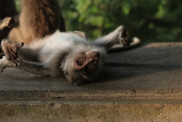 macaque monkeys wild animals in bali nature reserve