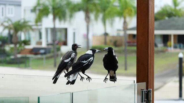 Three magpie birds patiently waiting to be fed by a human.