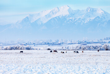 Scenic winter landscape with herd of horses on snow-covered field in foothill valley, in distance...