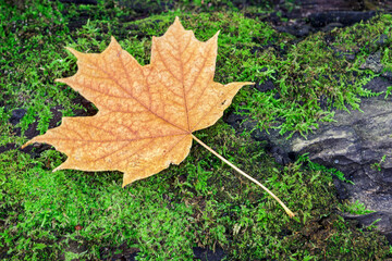 yellow autumn maple leaf on moss