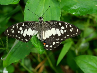 Lime butterfly ( Papilio demoleus ) spreading torn wing on plant leaf with natural green background, Cream pattern with orange with blue and black coloron shattered wings of tropical insect, Thailand