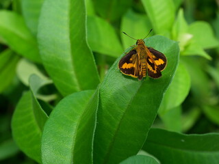 Oriens gola or Common Dartlet butterfly on plant leaf with natural green background, Black stripes and dots on the brown wings of a tropical insect, Thailand