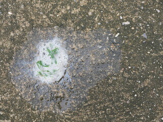 Leaves of green grass in the white foam of piles of dog vomit on the concrete floor